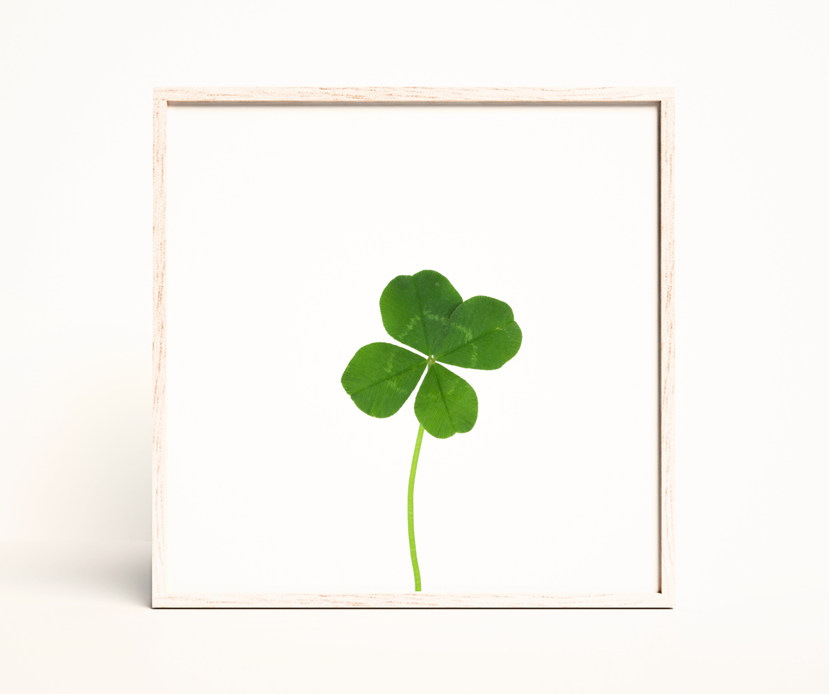 Trèfle à 4 feuilles