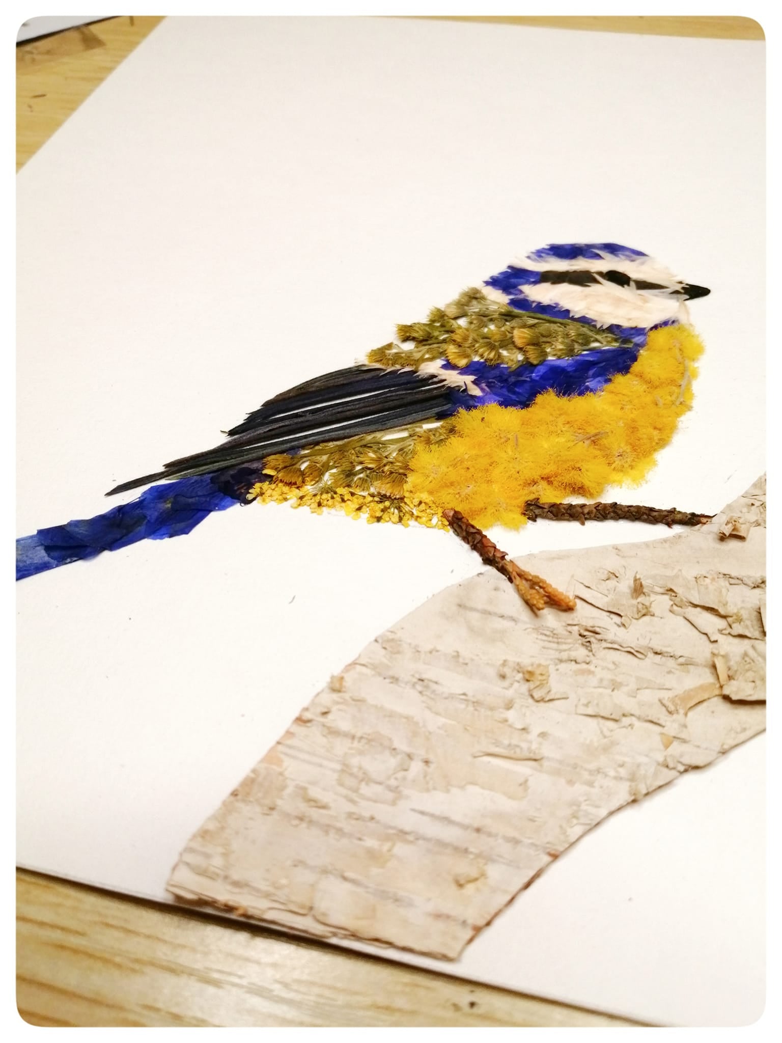 Mésange à tête bleue Fleurie