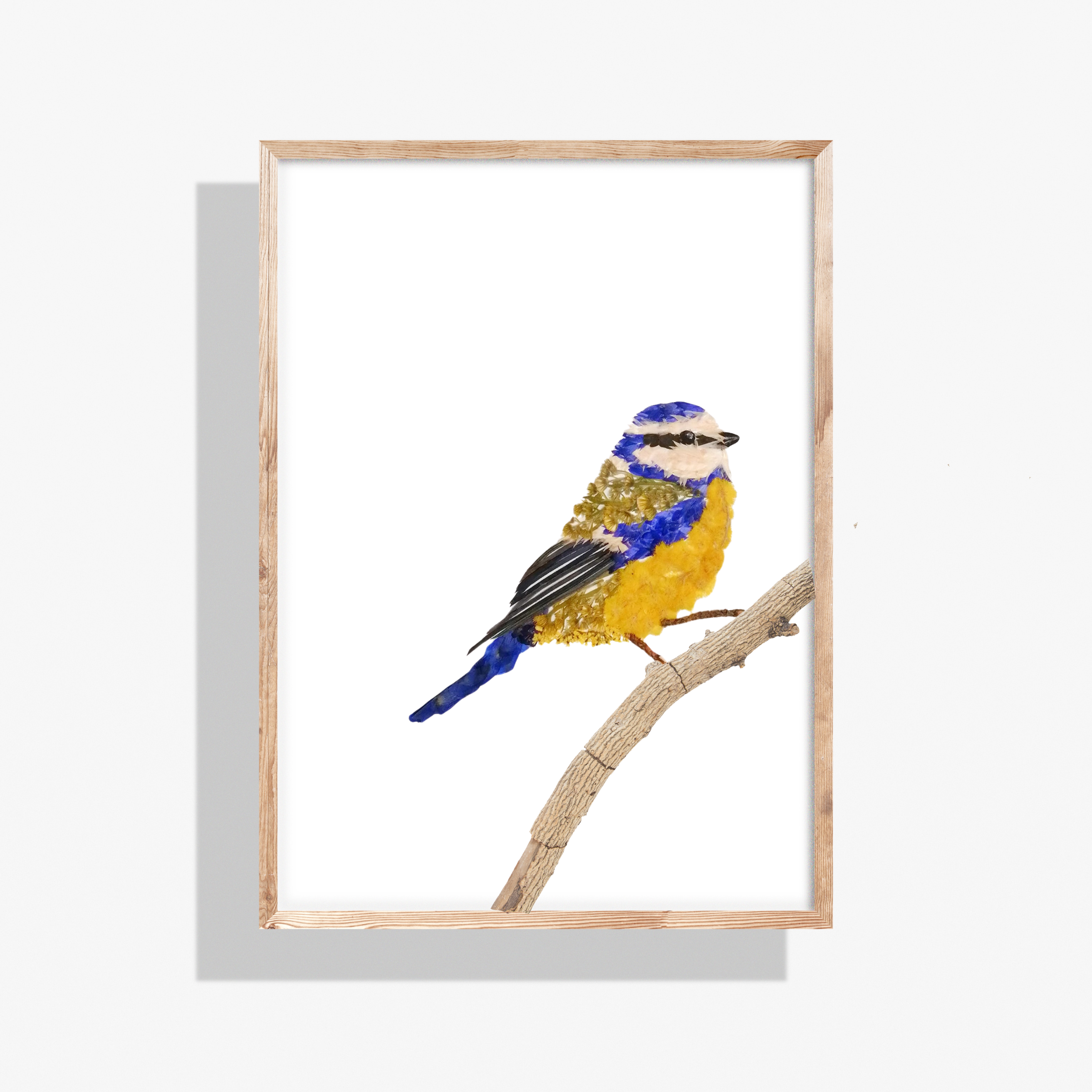 Mésange à tête bleue Fleurie